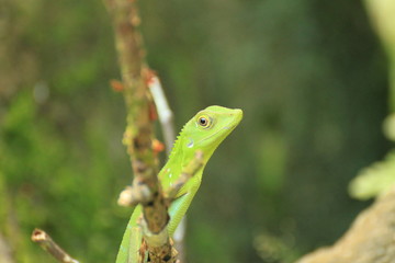 Crested Green Lizard, Borneo Island