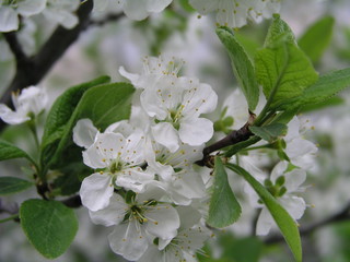 Flowering fruit trees in spring