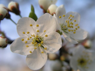 Flowering fruit trees in spring