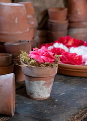 Potted red camelia flower amongst a display of terracotta pots.