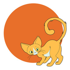 orange cat on the coral circle