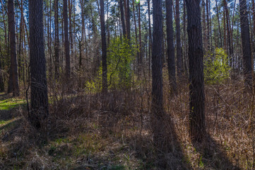 Pine forest in spring