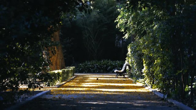 Mirlos en el parque