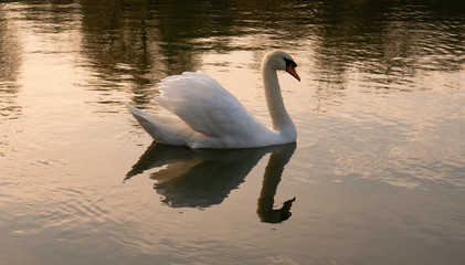 The white swan and its reflection in the water at dusk.