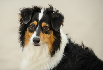 Australian Shepherd dog portrait against neutral background