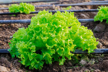 Growing lettuce in a greenhouse with drip irrigation.