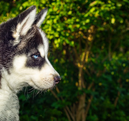 Siberian husky