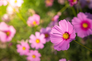 Fototapeta premium Beautiful Cosmos flowers in garden. Nature background.