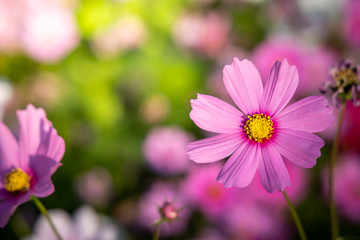 Obraz premium Beautiful Cosmos flowers in garden. Nature background.