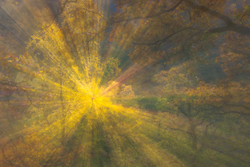 autumn forest on a bright sunny day. Abstract photo. Colorful textured background. long shutter speed.