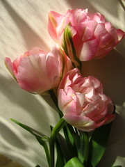 Fototapeta premium Three pink peony flowers on a sunny table. Lovely romantic gift