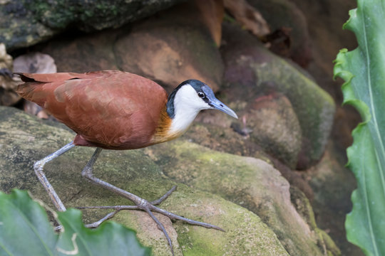 The African jacana (Actophilornis africana)
