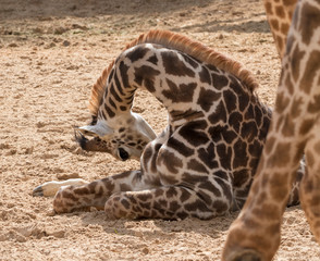 Obraz premium The baby giraffe with the parent, close up