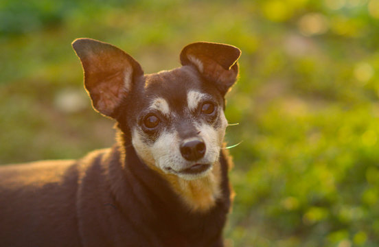 CLOSE UP: Adorable small senior dog in local park observing the surroundings