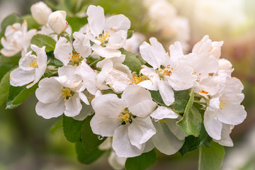 White blossoming apple trees in the sunset light