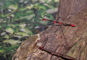 Peruvian fire stick (Oreophoetes peruana)