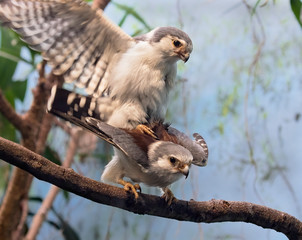 African pygmy falcons (Polihierax semitorquatus) mating