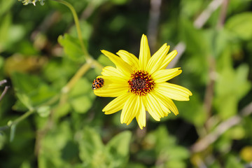 Ladybug on beautiful yellow flower