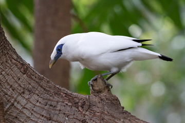 The bali mynah, stocky myna (Leucopsar rothschildi) perched on a tree