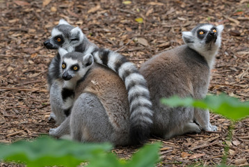 Obraz premium The ring-tailed lemur (Lemur catta)