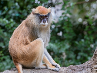 The patas monkey (Erythrocebus patas)