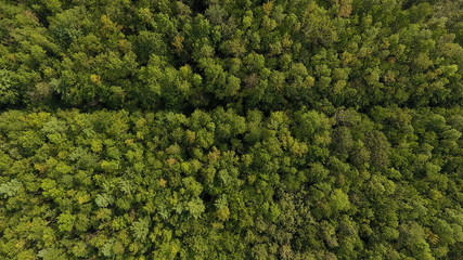 Treeline aerial view