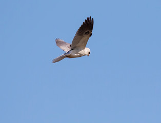 White-tailed Kite (Elanus leucurus) howering in the sky