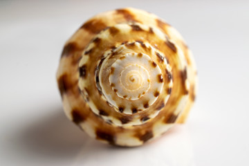 Summer concept background. Trendy natural organic color seashell isolated on white backdrop. Soft focus