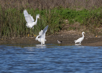 Fototapeta na wymiar Snowy Egrets (Egretta thula) fishing at wetland,Galveston