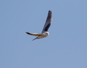 White-tailed Kite (Elanus leucurus) howering in the sky