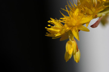 Close-up of a twig with flowers of the semprevivium plant with unfocused background