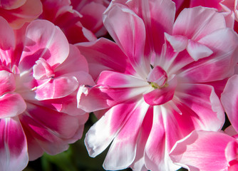 Full frame of Terry bright pink and white tulips. Symbol of spring, love and tenderness.