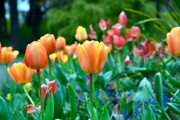 red and yellow tulips