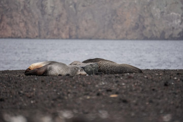 Antarctic seals