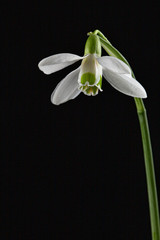 White flower of snowdrop, lat. Galanthus nivalis,  isolated on black background