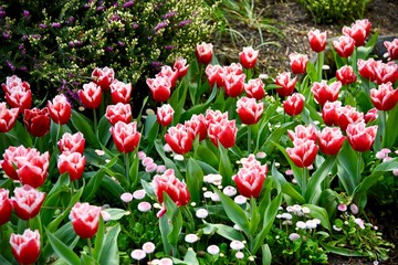 field of red and white tulips