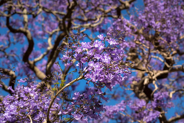 Jacaranda tree, Sydney Australia