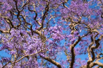 Fototapeta premium Jacaranda tree, Sydney Australia