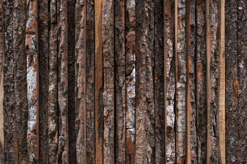 Obraz premium chopped tree bark. cut tree as background