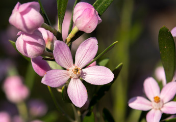 Long-leaf Waxflower in the forest, Muogamarra Nature Reserve Australia