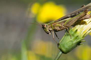 Tiny grasshopper on yellow flower