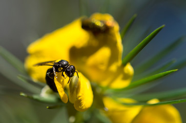 Insect on flower, Muogamarra Nature Reserve Australia