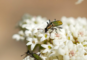 Insect on flower, Muogamarra Nature Reserve Australia