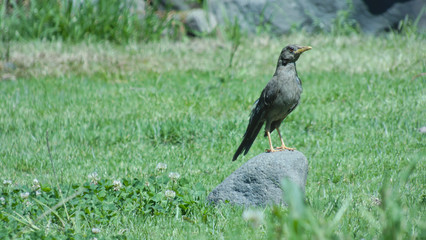 Photograph showing a Peruvian bird, a thrush turdidae standing in the middle of a grassy field watching with curiosity, caution and fear towards the camera.