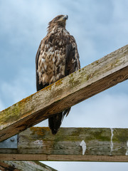 Bald eagles of the Aleutian Islands