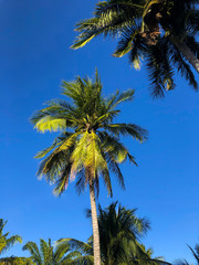 Palm tree with blue sky on background