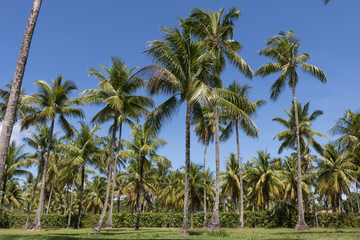 Landscape view of coconut palms and beautiful blue sky in Bahia beach, Brazil.