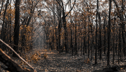 Bushfire recovery with fog 