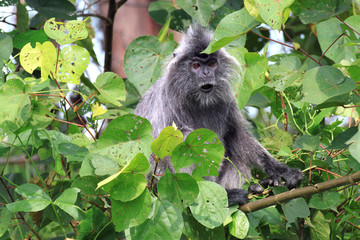 Silvered leaf monkey or the silvery langur, Borneo Island