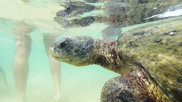 Underwater 4k footage of big green turtle swimming in clear water at Indian ocean